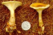 Clitocybe clavipes
